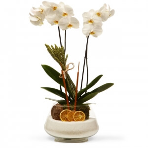 Beyaz Orkide