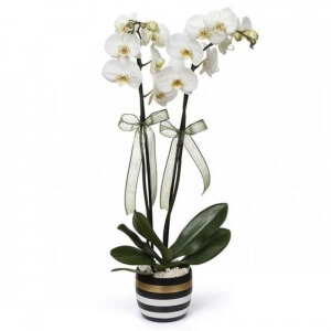 Beyazz orkide